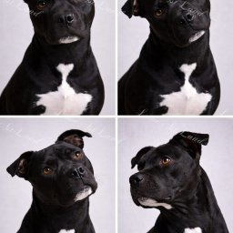 Zdjęcie psa Pandora