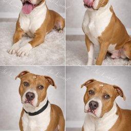 Zdjęcie psa Tornado