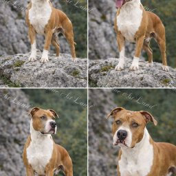 Zdjęcie psa Tornado