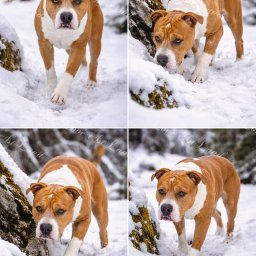 Zdjęcie psa Tornado