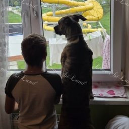Zdjęcie psa Bella (Wena)