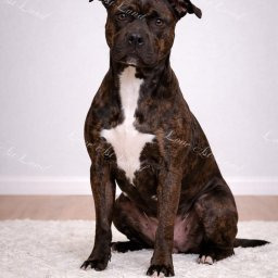 Zdjęcie psa Samanta