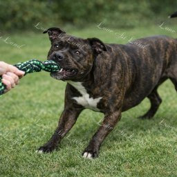 Zdjęcie psa Samanta