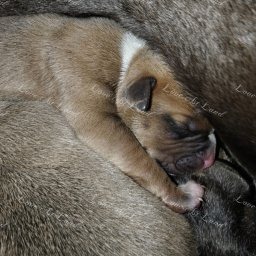 Zdjęcie: Miot A