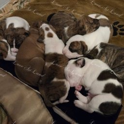 Zdjęcie: Miot E