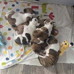 Zdjęcie: Miot E