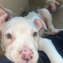 Zdjęcie: Logan & Werena