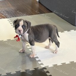 Zdjęcie: Lava & Sylwia i Damian