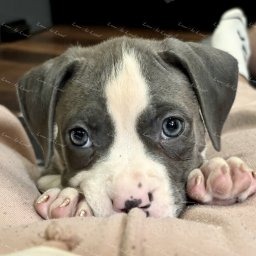 Zdjęcie: Lava & Sylwia i Damian