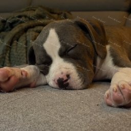 Zdjęcie: Lava & Sylwia i Damian