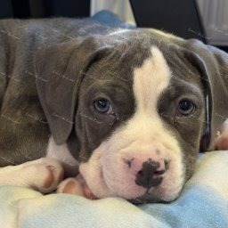 Zdjęcie: Lava & Sylwia i Damian