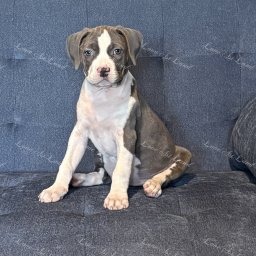 Zdjęcie: Lava & Sylwia i Damian