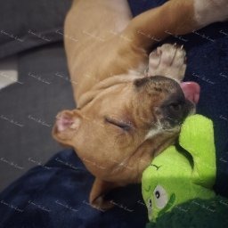 Zdjęcie: Lara Croft & Sylwia